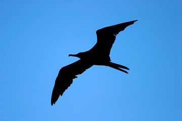 Fototapeta na wymiar Flying bird