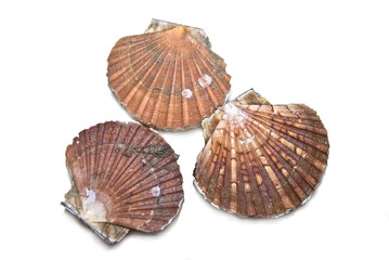 THREE SEASHELLS