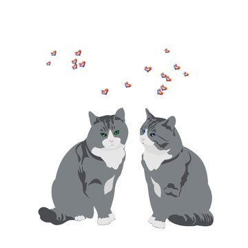 valentine cats