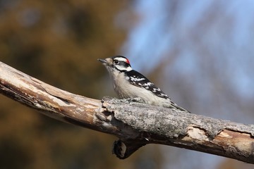 Downy Woodpecker