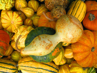  Decorative vegetable marrows