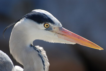Zoologischer Garten Stuttgart Wilhelma Buy This Stock Photo