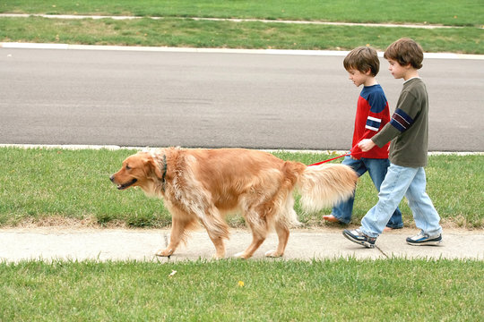 Boys Walking the dog