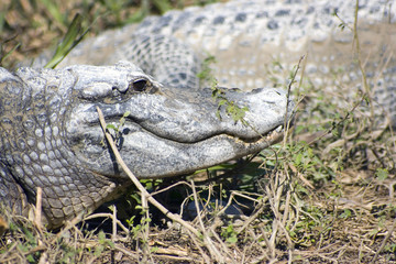 Obraz premium Resting Alligator - Everglades National Park