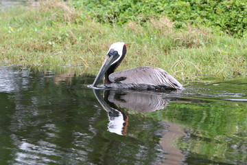 PELICAN IN THE WATER