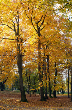 Golden tree foliage in autumn city park