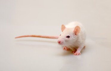 Portrait of a young rat close up