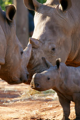 Obraz premium White Rhinoceros