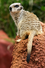 Fototapeta premium Meerkats