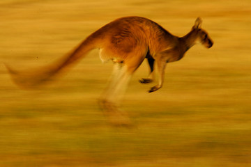 Westerse grijze kangoeroe
