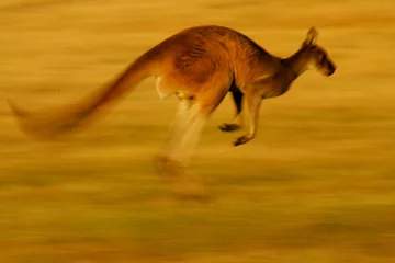 Deurstickers Kangoeroe Westerse grijze kangoeroe