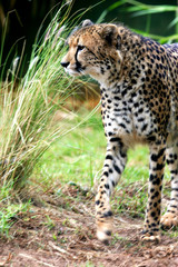 African Cheetah
