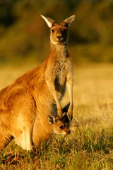 Fotobehang Kangoeroe Westerse grijze kangoeroe