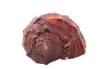 Sea conch isolated