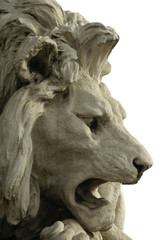 leone su fondo bianco