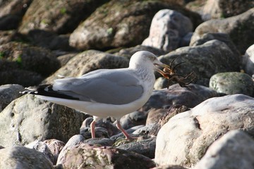 seagull and crab