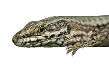 Lagartija