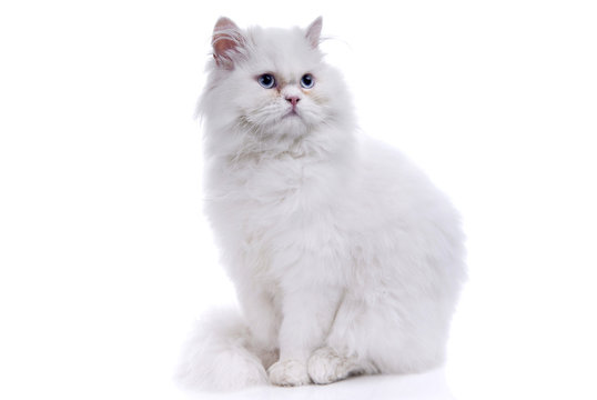 White cat with blue eyes. On a white background Stock Photo | Adobe Stock
