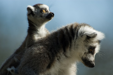 baby ring-tailed lemur © Eric Gevaert