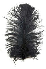Obraz premium Black Feather
