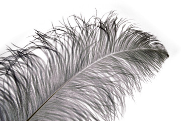 Little black feather