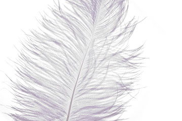 White Feather