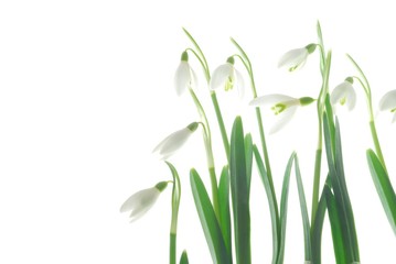 Fototapeta premium Close-up of white snowdrops against white background