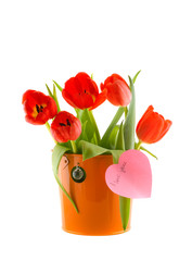 Tulips in a bucket. Isolation on the white..