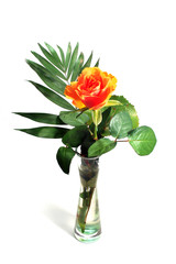 rose in vase
