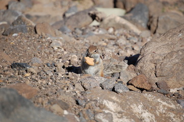 squirrel eating