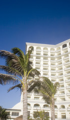 Palm Tree at White Resort
