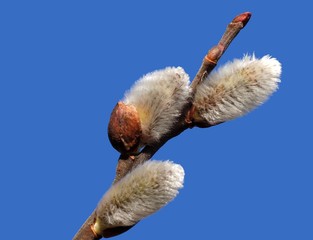 bourgeons