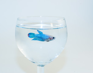 Turquoise bright fish in the glass