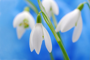snowdrop flowers with blue background