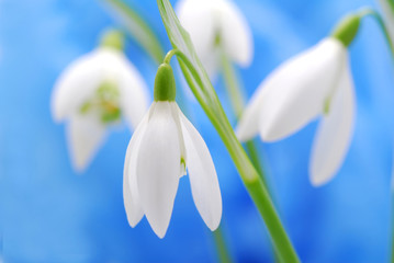 snowdrop flowers