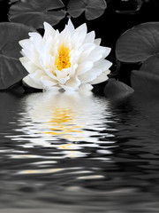 Obrazy na Szkle  Piękna biała lilia