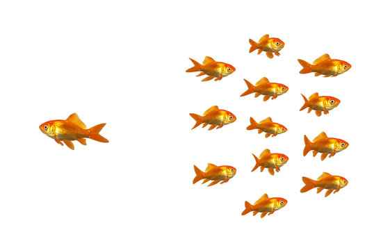 A goldfish going off with his own ideas