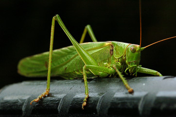 Heuschrecke