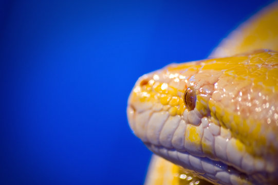 Albino Snake - Burmese Python