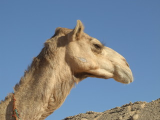 head Arabian camel is in Sahara. Sun day