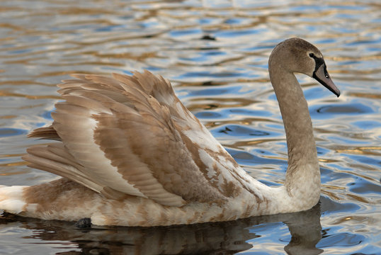 Beautiful swan swimming on the water.