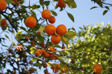 oranges