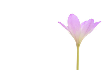 Fototapeta premium Lilac flower on a white background