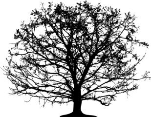 Vector tree - 5987346