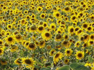 Fototapeta premium sunflower