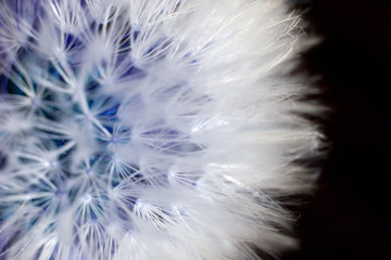 macro photo extrême de fleur de pissenlit
