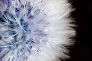 Crédence de cuisine en verre imprimé Dent de lion et leau macro photo extrême de fleur de pissenlit