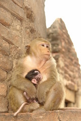 femelle macaque et son bebe
