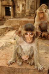 jeune singe au regard triste