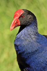 Purple Swamp Hen (Porphyrio Porphyrio)